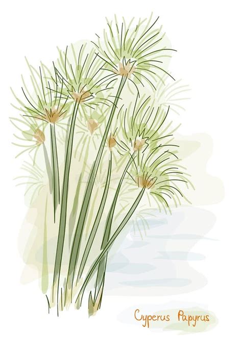 Papyrus Plant. (Cyperus Papyrus) Stock Vector - Illustration of papyrus ...