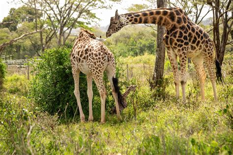 Nairobi's Captivating Giraffe Centre - Leo Africa Safaris