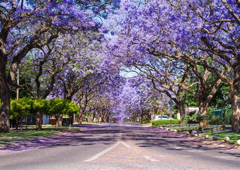 Most Beautifully Unique Trees and Forest in the World