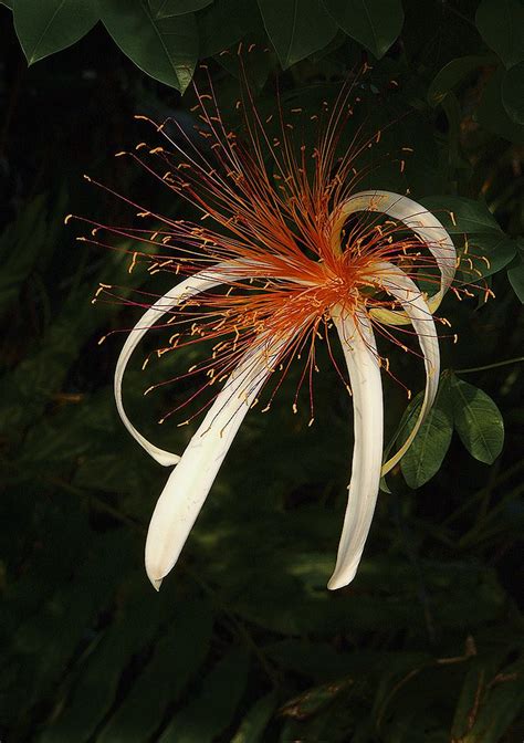 Pachira Aquatica | Unusual flowers, Rare flowers, Beautiful flowers