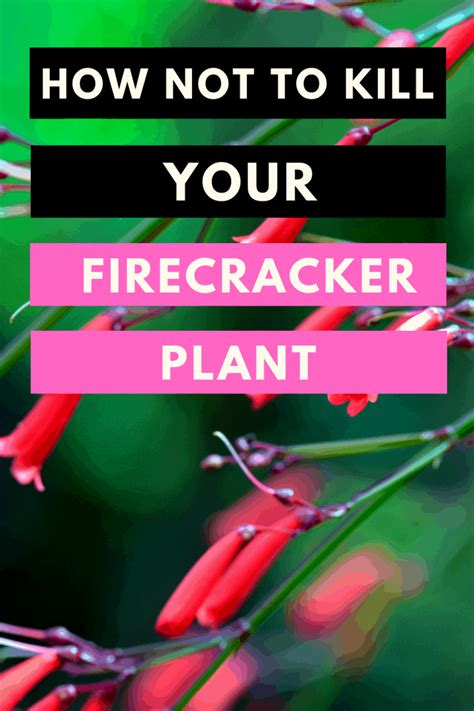 Firecracker Plant Care Made Easy ― #1 Best Hacks