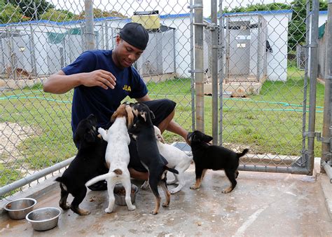 UK College of Agriculture completes first comprehensive animal shelter study in over 20 years ...