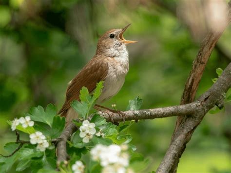Common Nightingale Facts - CRITTERFACTS