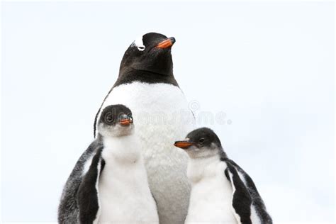 Penguin Mother Feeding The Chick - Gentoo Penguin Stock Image - Image ...