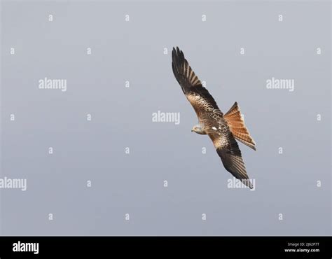 Flying Red kite isolated Stock Photo - Alamy