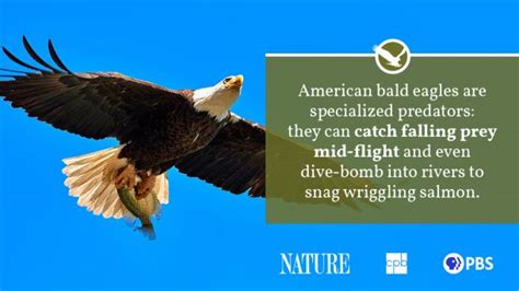 Bald Eagle Interesting Facts