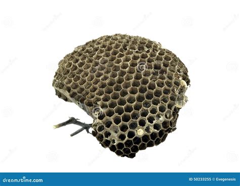 Wasp Nest on White Background Stock Image - Image of design, paper ...