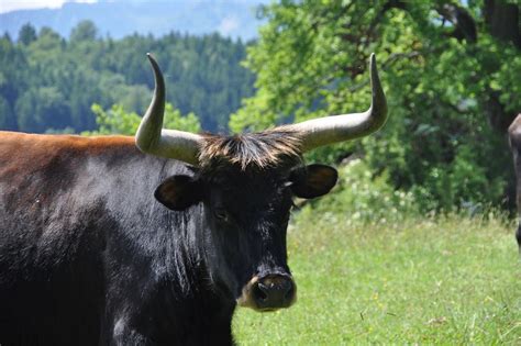 The Breeding-back Blog: Visiting Heck cattle at Wörth, Bavaria