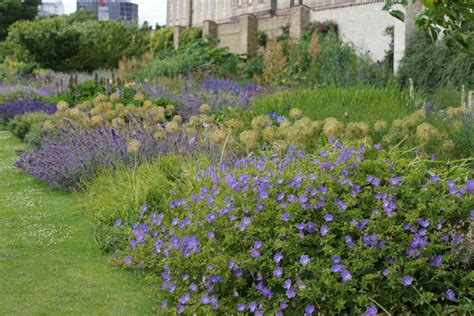 1+ Geranium rozanne Free Stock Photos - StockFreeImages