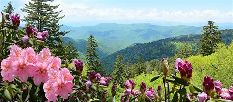 Wildflowers in North Georgia | Georgia Cabins For You