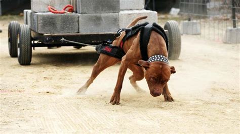 Game Breed: How to build muscle in Pit Bull dog