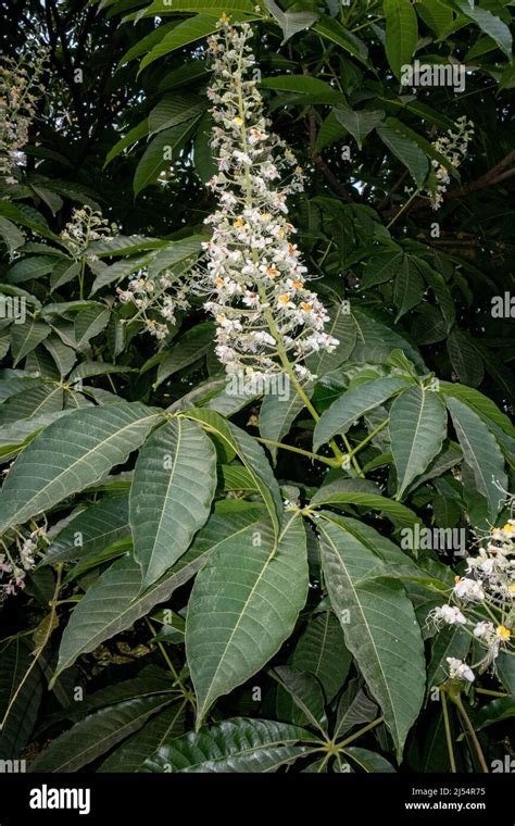 Close up shot of leaves and flowers of horse chestnut, Aesculus species ...