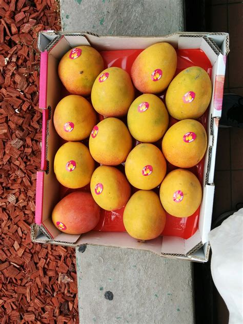 I just bought 14 Mangos for $19 : sydney