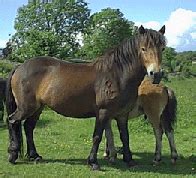 MerseyHorse Equestrian Association