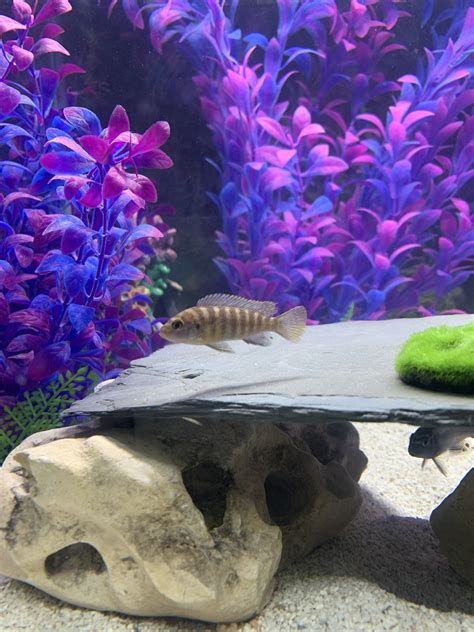 Adding new tankmates | Cichlid Fish Forum