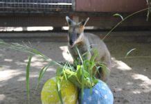 Enjoy Easter eggs but curb children's sugar intake – Bundaberg Now