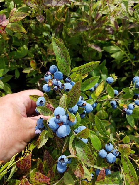 Wild Maine Blueberry Harvest | Wild maine blueberries, Maine, Garden ...