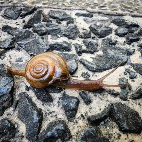 What Is The Top Speed Of A Snail? (Ultimate Guide)