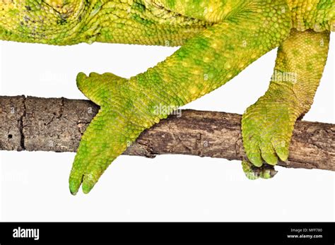 Reptile feet gripping hi-res stock photography and images - Alamy