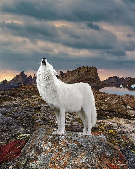 Baby Arctic Wolf Howling