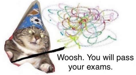 Good luck from the wizard cat | Cute memes, Cat memes, Funny memes