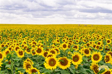 Visiting North Dakota Sunflowers