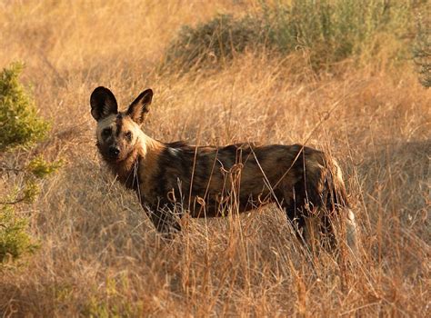 African Wild Dog (Lycaon pictus Temminck, 1820) | WildAfrica.cz - Animal Encyclopedia