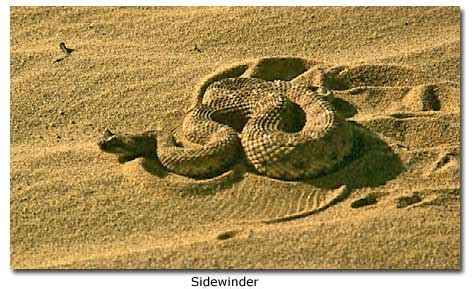 Comprehensive Guide to Rattlesnakes: Habitat, Behavior, Diet & More - DesertUSA