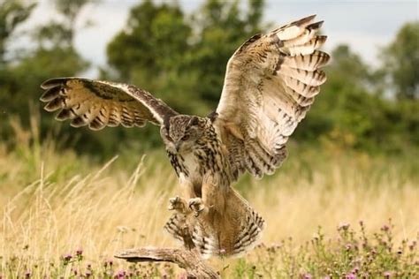 Night Hunting and Owl Attacks – Should You Worry? – The Nocturnal Marksman