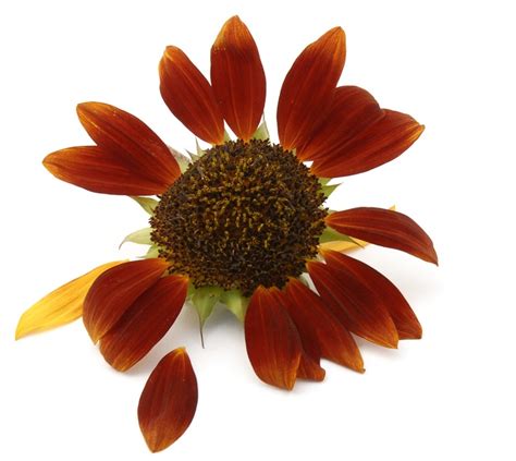 Russet sunflower | Russet, Color inspiration, Flowers