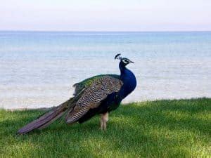 Peacock Noise - What Noise Peacocks Make? - Northern Nester