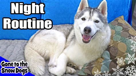 My Dog's Night Routine | Huskies Night Routine 2018 - YouTube | Husky ...