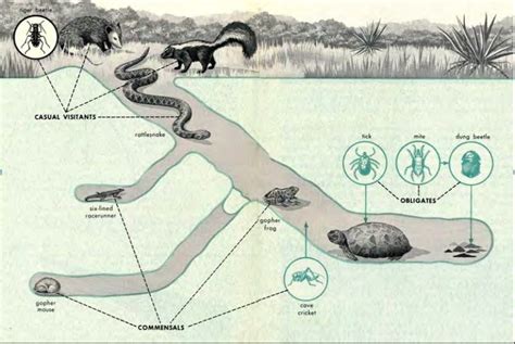 Gopher Tortoise Initiative — Georgia Conservancy