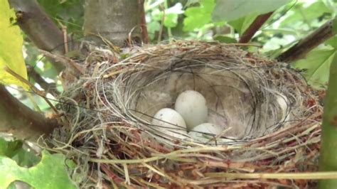 The Goldfinch Nest: American Goldfinch Nesting Habits - Daily Birder