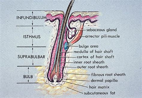 Anatomy Of Hair Follicle | Hair Loss Basics | Medlinks