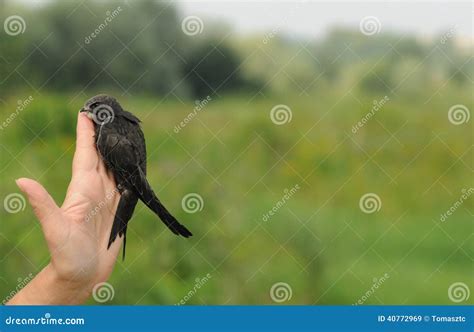 Common Swift bird stock image. Image of green, black - 40772969