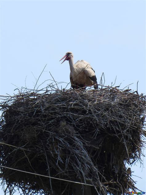 The stork in the nest free image - № 32387