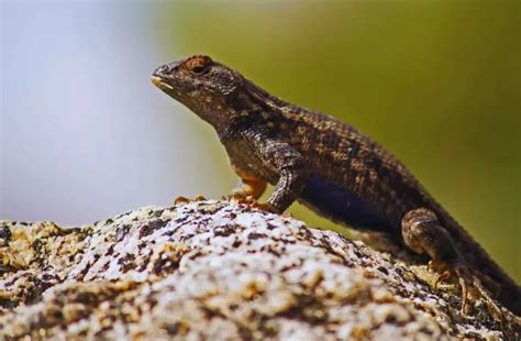 Western Fence Lizard - Behavior, Size, Diet & Habitat (Whith Images)