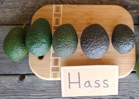 The Hass avocado tree: a profile - Greg Alder's Yard Posts: Southern ...