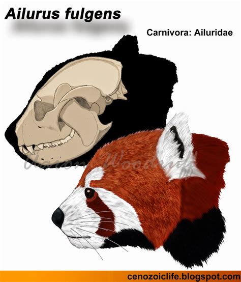 Life in the Cenozoic Era: Red Panda (Ailurus fulgens)