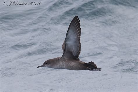 Details : Balearic Shearwater - BirdGuides