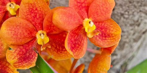 Orchid Plant Health: What's Wrong and How to Fix it