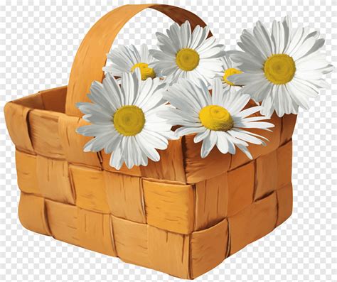 Daisy flower in basket, Basket, Large Basket with Daisies, white ...