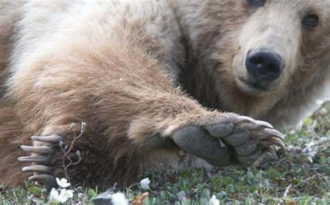 Brown Bear - Gates Of The Arctic National Park & Preserve (U.S ...