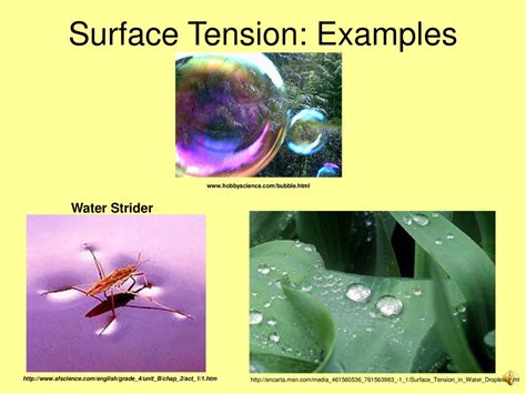 Surface Tension Examples