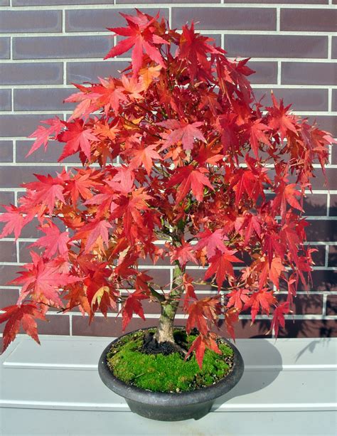 Red Maple Bonsai Tree Care Guide (Acer rubrum) - Bonsai Tree Gardener