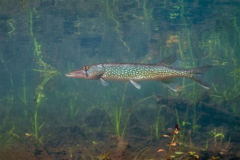 Chain Pickerel – Florida Springs Institute