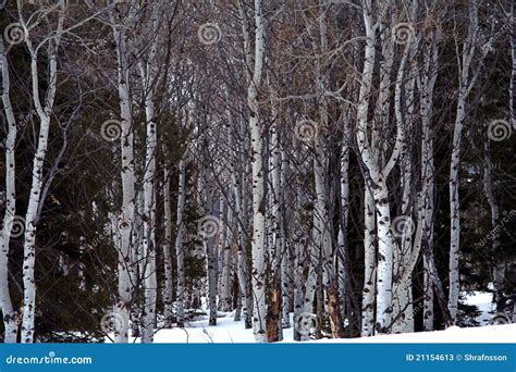 Aspen Grove in Winter stock image. Image of tree, aspen - 21154613