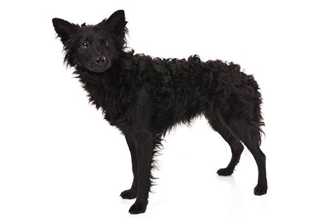 Mudi Dog Breed Information - American Kennel Club