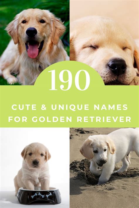 Golden Retriever Names 2020